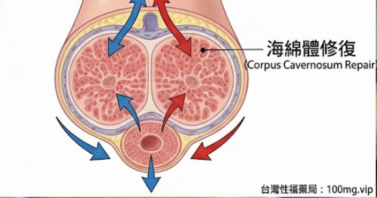 陰莖增大增粗效果測評